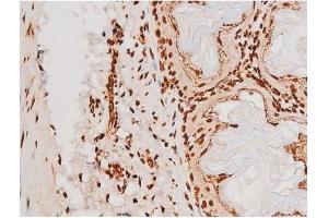 ABIN6267604 at 1/200 staining Mouse ganstric tissue sections by IHC-P.