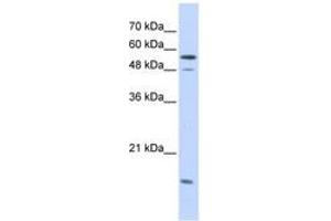 Image no. 1 for anti-Karyopherin alpha 2 (RAG Cohort 1, Importin alpha 1) (KPNA2) (AA 323-372) antibody (ABIN6741264) (KPNA2 anticorps  (AA 323-372))