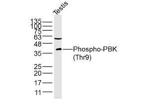 Lane 1: Mouse testis lysates probed with PBK/TOPK(Thr9) Polyclonal Antibody, Unconjugated (bs-3326R) at 1:300 overnight at 4˚C. (PBK anticorps  (pThr9))
