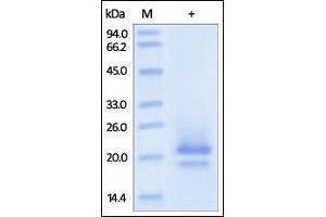 Human CD83, His Tag on SDS-PAGE under reducing (R) condition.