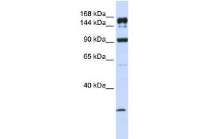 Human MCF-7; WB Suggested Anti-ABCA5 Antibody Titration: 1 ug/ml. (ABCA5 anticorps  (C-Term))