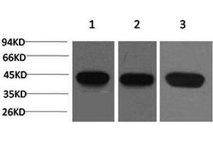 Western Blot analysis of 1) Hela, 2) 3T3, 3) Rat brain with ACTA2 Monoclonal Antibody. (Smooth Muscle Actin anticorps)