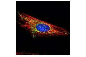 ICC/IF Image Confocal immunofluorescence analysis (Olympus FV10i) of methanol-fixed HeLa, using HXK I, antibody (Green) at 1:500 dilution.