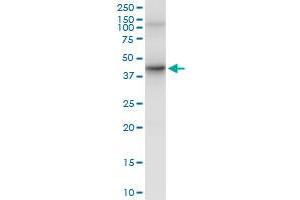 Immunoprecipitation of FAS transfected lysate using anti-FAS MaxPab rabbit polyclonal antibody and Protein A Magnetic Bead , and immunoblotted with .