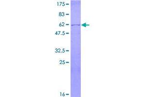 Image no. 1 for ELAV-Like 3 (ELAVL3) (AA 1-367) protein (GST tag) (ABIN1352670)
