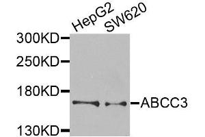 Western blot analysis of extracts of various cell lines, using ABCC3 antibody (ABIN6003581) at 1/1000 dilution. (ABCC3 anticorps)