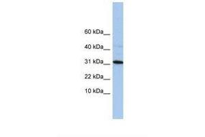 Image no. 1 for anti-Chromosome 9 Open Reading Frame 153 (C9orf153) (C-Term) antibody (ABIN6739432) (C9orf153 anticorps  (C-Term))