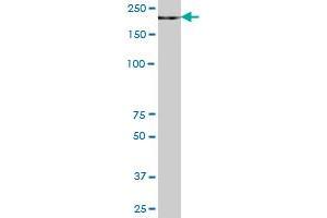 ZCCHC11 MaxPab polyclonal antibody.