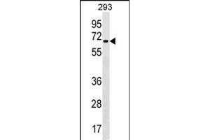 ZN Antibody (Center) (ABIN1538143 and ABIN2849917) western blot analysis in 293 cell line lysates (35 μg/lane). (ZNF426 anticorps  (AA 234-260))