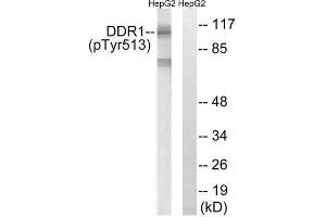 Western Blotting (WB) image for anti-Discoidin Domain Receptor tyrosine Kinase 1 (DDR1) (pTyr513) antibody (ABIN1847696) (DDR1 anticorps  (pTyr513))
