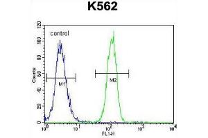 anti-Coiled-Coil Domain Containing 61 (CCDC61) (AA 43-73), (N-Term) antibody