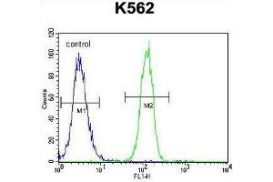 CCDC61 Antibody (N-term) flow cytometric analysis of K562 cells (right histogram) compared to a negative control cell (left histogram). (CCDC61 anticorps  (N-Term))