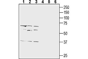 Western blot analysis of human  megakaryoblast cell line lysate (lanes 1 and 4), mouse P815 mast cell line lysate (lanes 2 and 5) and human KU812 basophilic leukemia cell line lysate (lanes 3 and 6):1-3.