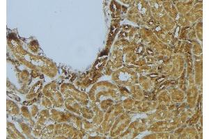 ABIN6273018 at 1/100 staining Mouse kidney tissue by IHC-P. (Syntaxin 11 anticorps  (Internal Region))