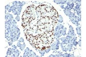 IHC testing of FFPE rat pancreas with NKX2. (Nkx2-2 anticorps)