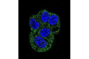Confocal immunofluorescent analysis of LTF Antibody (ABIN658977 and ABIN2838030) with HepG2 cell followed by Alexa Fluor® 488-conjugated goat anti-mouse lgG (green). (Lactoferrin anticorps)