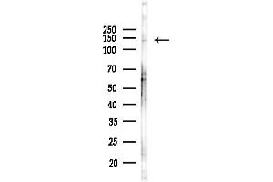 Western blot analysis of lysates from Rat testis, using Bamacan Antibody at 1/1000 dilution.