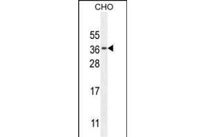 C Antibody (N-term) (ABIN654735 and ABIN2844423) western blot analysis in CHO cell line lysates (35 μg/lane). (C11orf73 anticorps  (N-Term))