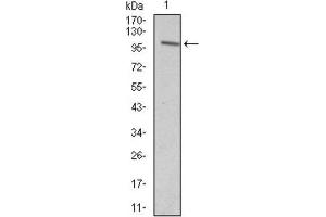 Western Blotting (WB) image for anti-Vav 1 Oncogene (VAV1) (AA 121-324) antibody (ABIN1845807) (VAV1 anticorps  (AA 121-324))