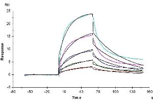 Human CD2, His Tag captured on CM5 Chip via anti-his antibody can bind Human CD58, hFc Tag with an affinity constant of 9. (CD2 Protein (CD2) (AA 25-209) (His tag))