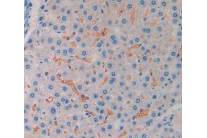IHC-P analysis of liver tissue, with DAB staining. (MSTN anticorps  (AA 267-376))