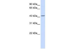 Western Blotting (WB) image for anti-Nucleotide Exchange Factor SIL1 (SIL1) antibody (ABIN2458900) (SIL1 anticorps)