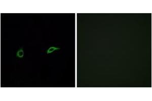Immunofluorescence analysis of A549 cells, using OR2C1 Antibody.