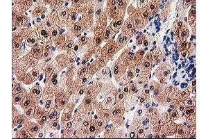 Image no. 3 for anti-UDP-Galactose-4-Epimerase (GALE) antibody (ABIN1498366) (GALE anticorps)