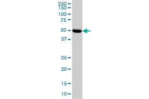 PRKAR2A monoclonal antibody (M01), clone 6A9 Western Blot analysis of PRKAR2A expression in HeLa .