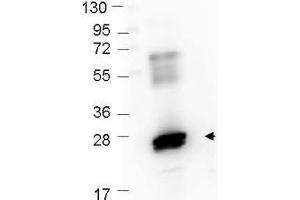 Western Blot showing detection of recombinant GST protein (0. (GST anticorps  (DyLight 549))