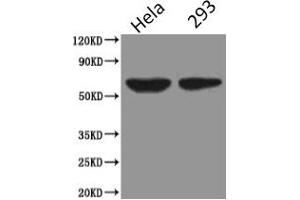 Western Blot Positive WB detected in: Hela whole cell lysate, HEK293 whole cell lysate All lanes: PODXL antibody at 2. (PODXL anticorps)