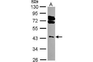 WB Image Sample (30 ug of whole cell lysate) A: 293T 10% SDS PAGE antibody diluted at 1:3000 (RING1 anticorps)