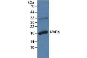 Western blot analysis of Rat Prostate Gland Tissue. (Kallikrein 2 anticorps  (AA 19-261))