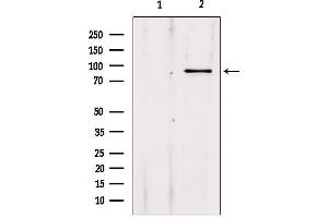 Western blot analysis of extracts from 293, using ADARB1 Antibody. (RED1 anticorps  (Internal Region))