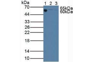 Figure. (C3 anticorps  (AA 23-300))