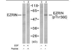 Image no. 1 for anti-Ezrin (EZR) (pThr566) antibody (ABIN196942) (Ezrin anticorps  (pThr566))