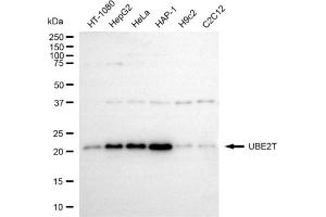 anti-Ubiquitin-Conjugating Enzyme E2T (Ube2t) antibody