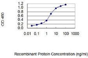 anti-C-Type Lectin-Like 1 (CLECL1) (AA 82-167) antibody