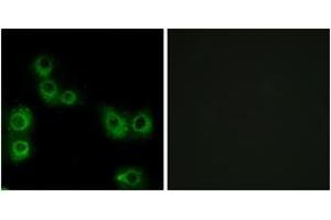 Immunofluorescence analysis of MCF7 cells, using MRGX3 Antibody. (MRGPRX3 anticorps  (AA 99-148))