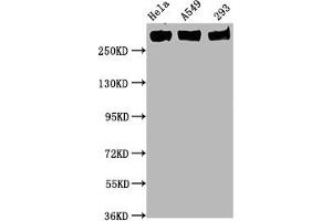 Western Blot Positive WB detected in Hela whole cell lysate,A549 whole cell lysate,293 whole cell lysate All lanes Phospho-POLR2A antibody at 0. (Recombinant POLR2A/RPB1 anticorps  (pSer5))