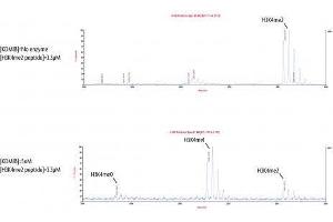 KDM1B / LSD2 activity assay.