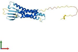 AlphaFold protein structure predicition of Mouse Recombinant Cldn3 Protein, UniprotID Q9Z0G9