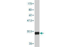 Western Blot detection against Immunogen (30.