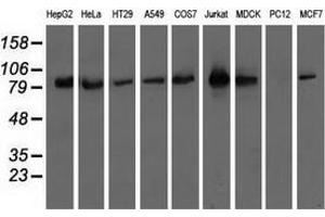 Western blot analysis of extracts (35 µg) from 9 different cell lines by using anti-OSBPL11 monoclonal antibody. (OSBPL11 anticorps)