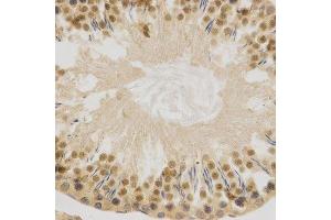 Immunohistochemistry of paraffin-embedded rat testis using ELAVL1 Antibody.