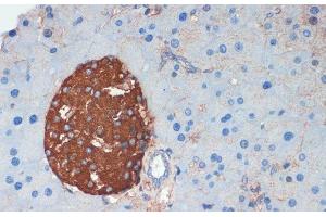 Immunohistochemistry of paraffin-embedded Mouse pancreas using SST Polyclonal Antibody at dilution of 1:200 (40x lens).