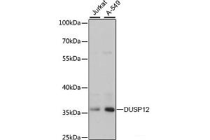 Western blot analysis of extracts of various cell lines using DUSP12 Polyclonal Antibody at dilution of 1:3000. (DUSP12 anticorps)
