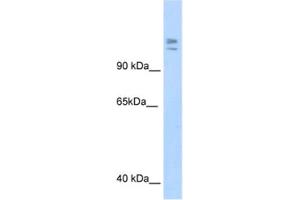 Western Blotting (WB) image for anti-Myb-Binding Protein 1A (MYBBP1A) antibody (ABIN2461491) (MYBBP1A anticorps)