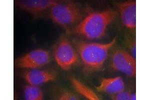 Immunofluorescence staining of methanol-fixed HeLa cells using NMDAR1 (Ab-897) Antibody (E021287, Red) (GRIN1/NMDAR1 anticorps)