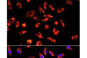 Immunofluorescence analysis of L929 cells using GCSH Polyclonal Antibody at dilution of 1:100 (40x lens).